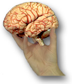 Image of hand holding human brain